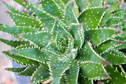 Aloe Polyphilla